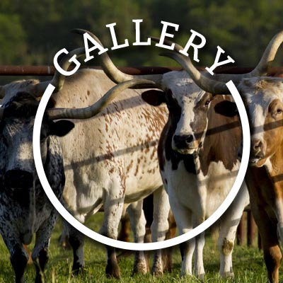 Flying U Rodeo Gallery