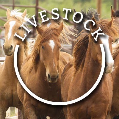 Flying U Rodeo Livestock