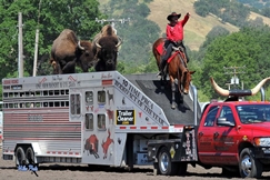 Flying U Rodeo In the News