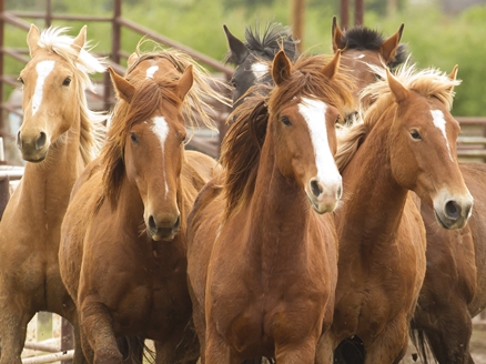 Flying U Rodeo Event